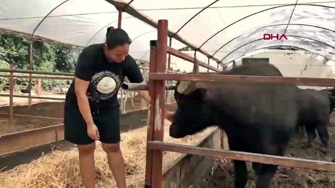 İş bulamayınca köyüne dönüp manda sütü satmaya başladı: Şimdi patron oldu! İletişim fakültesi mezunuydu, besici oldu 14